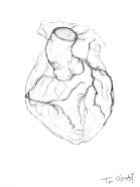 arteres coronaires coeur