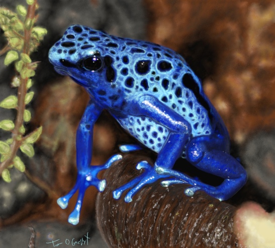 grenouille bleue dendrobate azureus